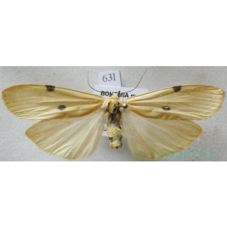 Lithosia quadra (Linnaeus, 1758) female Powrózka dwuplamka Czech63l